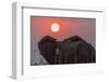 Africa, Zambia. Close-Up of Elephant Rear at Sunset-Jaynes Gallery-Framed Photographic Print