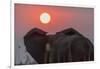 Africa, Zambia. Close-Up of Elephant Rear at Sunset-Jaynes Gallery-Framed Photographic Print