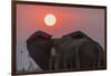 Africa, Zambia. Close-Up of Elephant Rear at Sunset-Jaynes Gallery-Framed Photographic Print
