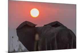 Africa, Zambia. Close-Up of Elephant Rear at Sunset-Jaynes Gallery-Mounted Photographic Print