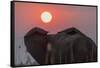 Africa, Zambia. Close-Up of Elephant Rear at Sunset-Jaynes Gallery-Framed Stretched Canvas