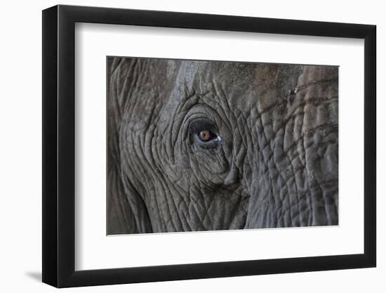 Africa, Zambia. Close-Up of Elephant's Eye-Jaynes Gallery-Framed Photographic Print