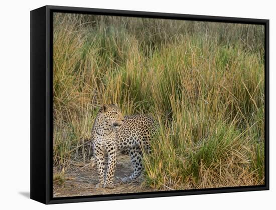 Africa, Zambia. Close-Up of Leopard Standing in Grass-Jaynes Gallery-Framed Stretched Canvas