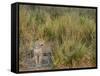 Africa, Zambia. Close-Up of Leopard Standing in Grass-Jaynes Gallery-Framed Stretched Canvas