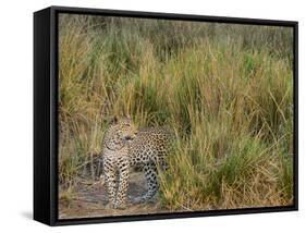 Africa, Zambia. Close-Up of Leopard Standing in Grass-Jaynes Gallery-Framed Stretched Canvas