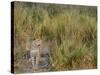 Africa, Zambia. Close-Up of Leopard Standing in Grass-Jaynes Gallery-Stretched Canvas