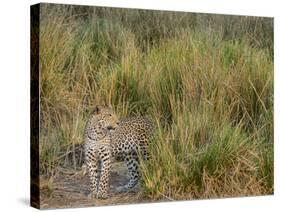 Africa, Zambia. Close-Up of Leopard Standing in Grass-Jaynes Gallery-Stretched Canvas