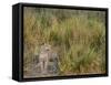 Africa, Zambia. Close-Up of Leopard Standing in Grass-Jaynes Gallery-Framed Stretched Canvas