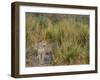 Africa, Zambia. Close-Up of Leopard Standing in Grass-Jaynes Gallery-Framed Photographic Print