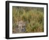 Africa, Zambia. Close-Up of Leopard Standing in Grass-Jaynes Gallery-Framed Photographic Print