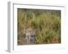 Africa, Zambia. Close-Up of Leopard Standing in Grass-Jaynes Gallery-Framed Photographic Print