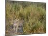 Africa, Zambia. Close-Up of Leopard Standing in Grass-Jaynes Gallery-Mounted Photographic Print