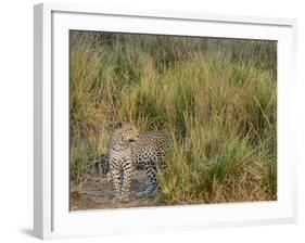 Africa, Zambia. Close-Up of Leopard Standing in Grass-Jaynes Gallery-Framed Photographic Print