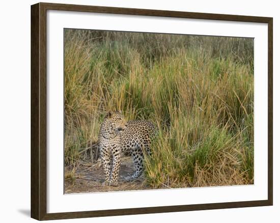 Africa, Zambia. Close-Up of Leopard Standing in Grass-Jaynes Gallery-Framed Photographic Print