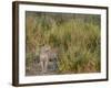 Africa, Zambia. Close-Up of Leopard Standing in Grass-Jaynes Gallery-Framed Photographic Print