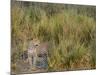 Africa, Zambia. Close-Up of Leopard Standing in Grass-Jaynes Gallery-Mounted Photographic Print