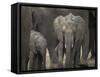 Africa, Zambia. Elephant Adults and Young-Jaynes Gallery-Framed Stretched Canvas