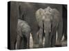 Africa, Zambia. Elephant Adults and Young-Jaynes Gallery-Stretched Canvas