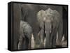 Africa, Zambia. Elephant Adults and Young-Jaynes Gallery-Framed Stretched Canvas