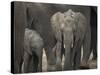 Africa, Zambia. Elephant Adults and Young-Jaynes Gallery-Stretched Canvas