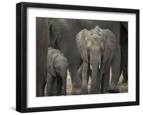 Africa, Zambia. Elephant Adults and Young-Jaynes Gallery-Framed Photographic Print