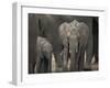 Africa, Zambia. Elephant Adults and Young-Jaynes Gallery-Framed Photographic Print