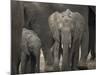 Africa, Zambia. Elephant Adults and Young-Jaynes Gallery-Mounted Photographic Print