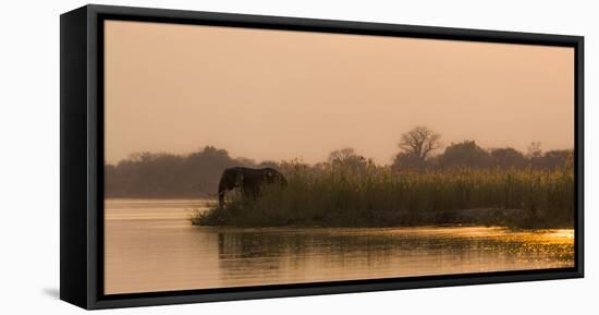 Africa, Zambia. Elephant Next to Zambezi River-Jaynes Gallery-Framed Stretched Canvas