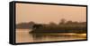 Africa, Zambia. Elephant Next to Zambezi River-Jaynes Gallery-Framed Stretched Canvas