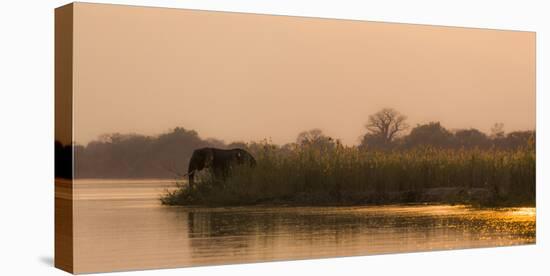 Africa, Zambia. Elephant Next to Zambezi River-Jaynes Gallery-Stretched Canvas