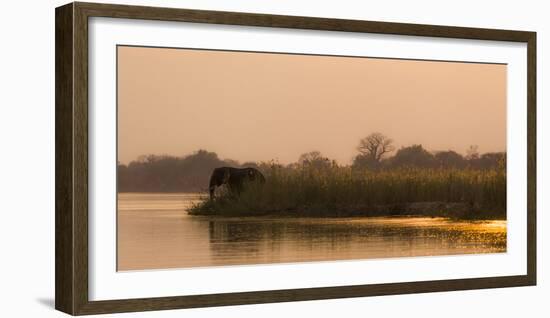 Africa, Zambia. Elephant Next to Zambezi River-Jaynes Gallery-Framed Photographic Print