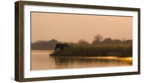 Africa, Zambia. Elephant Next to Zambezi River-Jaynes Gallery-Framed Photographic Print