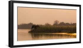 Africa, Zambia. Elephant Next to Zambezi River-Jaynes Gallery-Framed Photographic Print