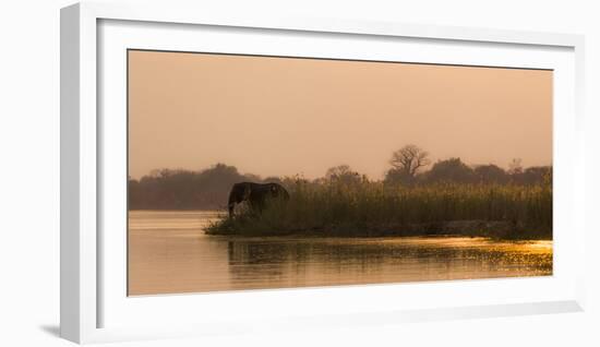 Africa, Zambia. Elephant Next to Zambezi River-Jaynes Gallery-Framed Photographic Print