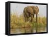 Africa, Zambia. Elephant Next to Zambezi River-Jaynes Gallery-Framed Stretched Canvas