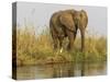 Africa, Zambia. Elephant Next to Zambezi River-Jaynes Gallery-Stretched Canvas