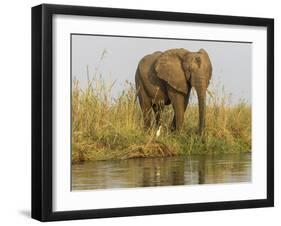 Africa, Zambia. Elephant Next to Zambezi River-Jaynes Gallery-Framed Photographic Print