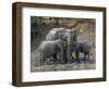 Africa, Zambia. Elephants on Zambezi River Bank-Jaynes Gallery-Framed Photographic Print