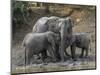 Africa, Zambia. Elephants on Zambezi River Bank-Jaynes Gallery-Mounted Photographic Print