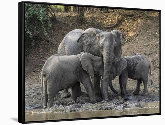 Africa, Zambia. Elephants on Zambezi River Bank-Jaynes Gallery-Framed Stretched Canvas