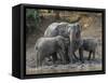 Africa, Zambia. Elephants on Zambezi River Bank-Jaynes Gallery-Framed Stretched Canvas