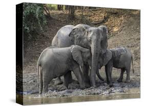 Africa, Zambia. Elephants on Zambezi River Bank-Jaynes Gallery-Stretched Canvas