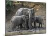 Africa, Zambia. Elephants on Zambezi River Bank-Jaynes Gallery-Mounted Photographic Print