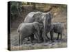 Africa, Zambia. Elephants on Zambezi River Bank-Jaynes Gallery-Stretched Canvas