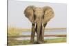 Africa, Zambia. Front View of Elephant-Jaynes Gallery-Stretched Canvas