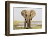 Africa, Zambia. Front View of Elephant-Jaynes Gallery-Framed Photographic Print