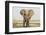 Africa, Zambia. Front View of Elephant-Jaynes Gallery-Framed Photographic Print