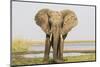 Africa, Zambia. Front View of Elephant-Jaynes Gallery-Mounted Photographic Print