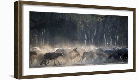Africa, Zambia. Herd of Cape Buffaloes Running-Jaynes Gallery-Framed Photographic Print