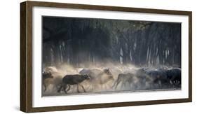 Africa, Zambia. Herd of Cape Buffaloes Running-Jaynes Gallery-Framed Photographic Print